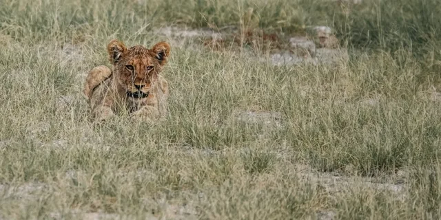 Namibie-Etosha-43.jpg