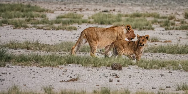 Namibie-Etosha-44.jpg