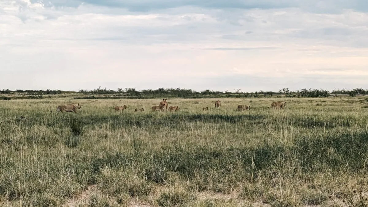 Namibie-Etosha-46.jpg