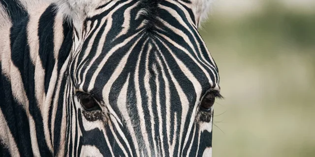 Namibie-Etosha-50.jpg