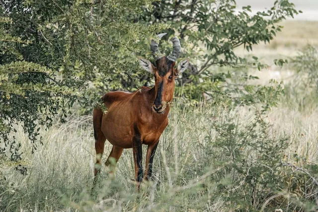 Namibie-Etosha-51.jpg
