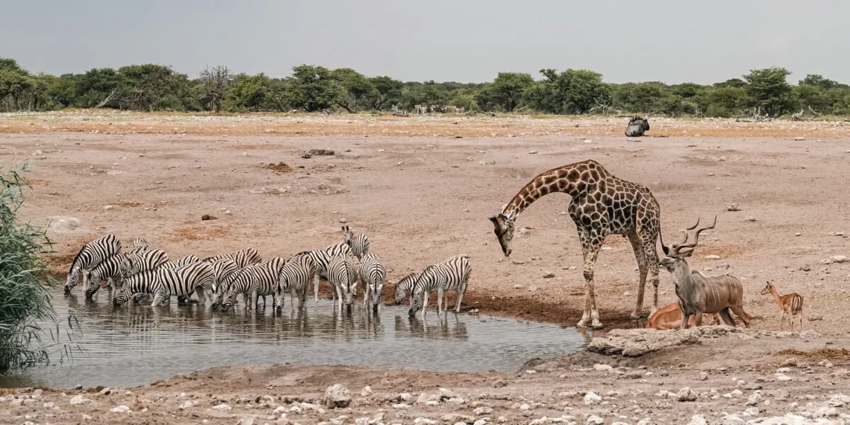 Namibie-Etosha-55.jpg