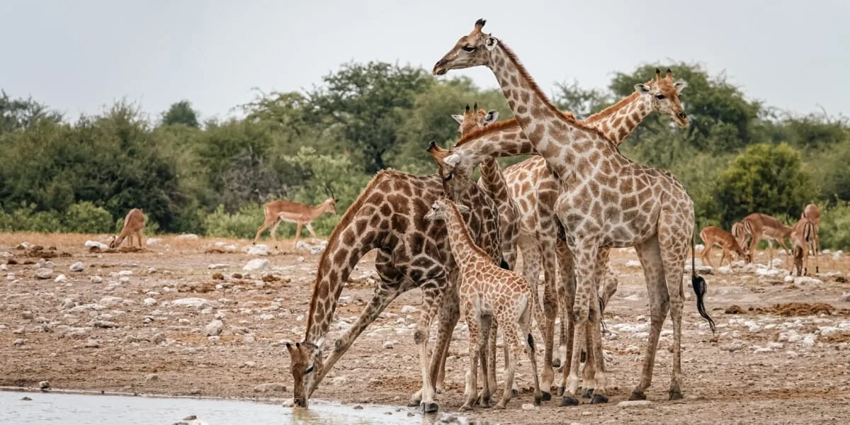 Namibie-Etosha-56.jpg