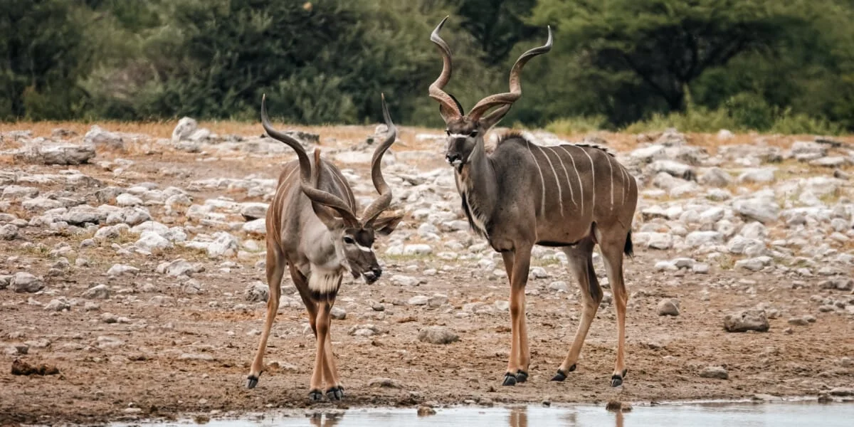 Namibie-Etosha-59.jpg