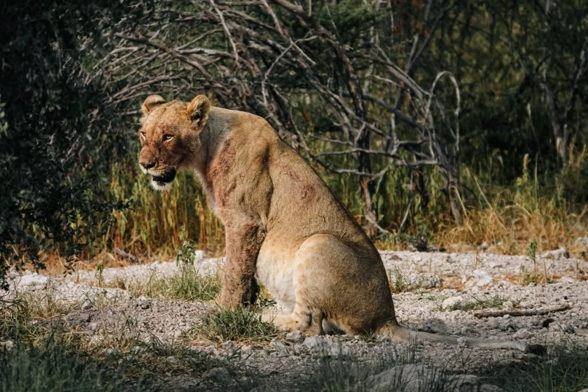 Namibie-Etosha-69.jpg