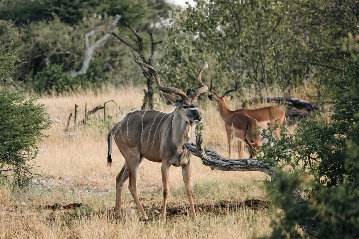 Namibie-Etosha-74.jpg