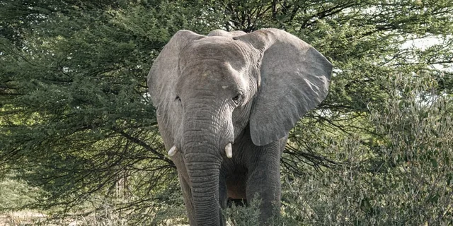 Namibie-Etosha-75.jpg
