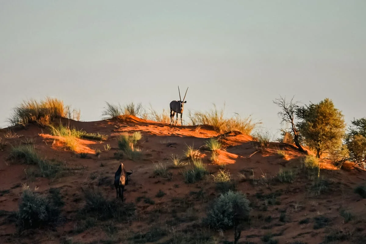 Namibie-Kalahari-05.jpg