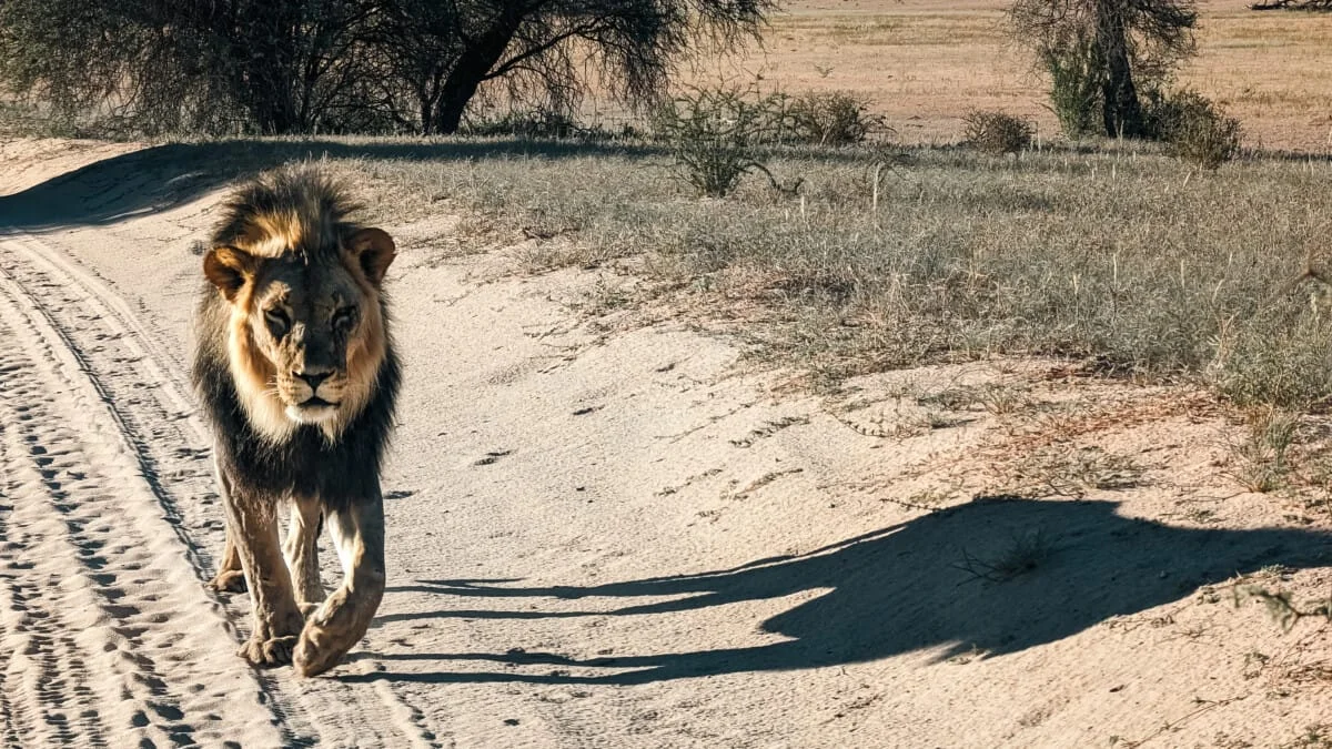 Namibie-Kalahari-09.jpg