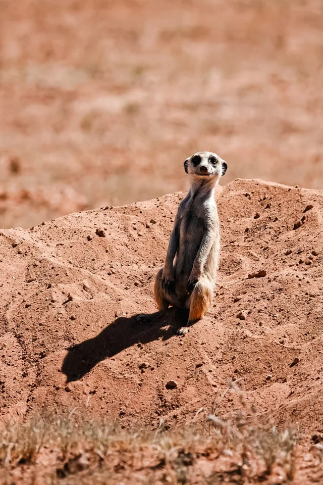 Namibie-Kalahari-10.jpg
