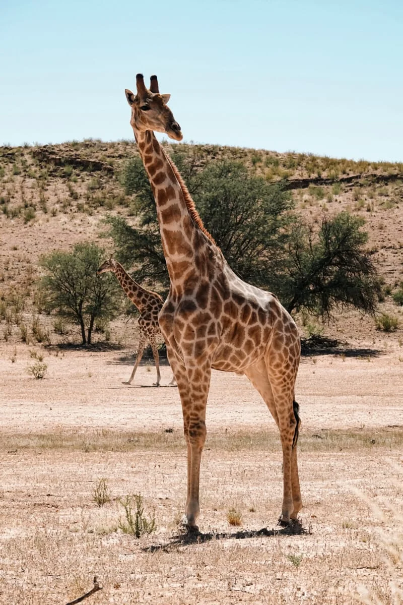 Namibie-Kalahari-11.jpg