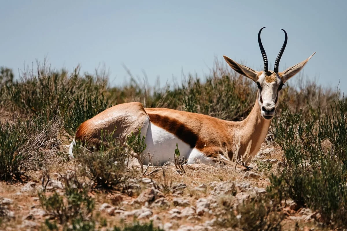 Namibie-Kalahari-12.jpg