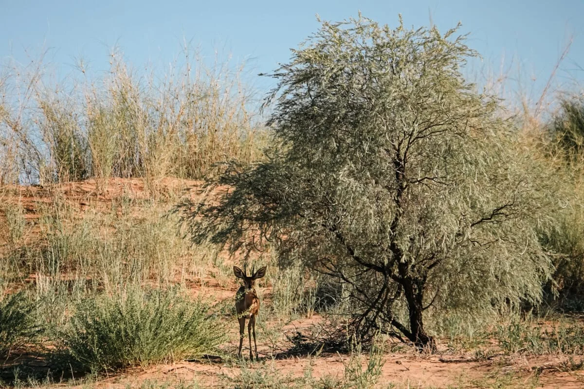 Namibie-Kalahari-14.jpg