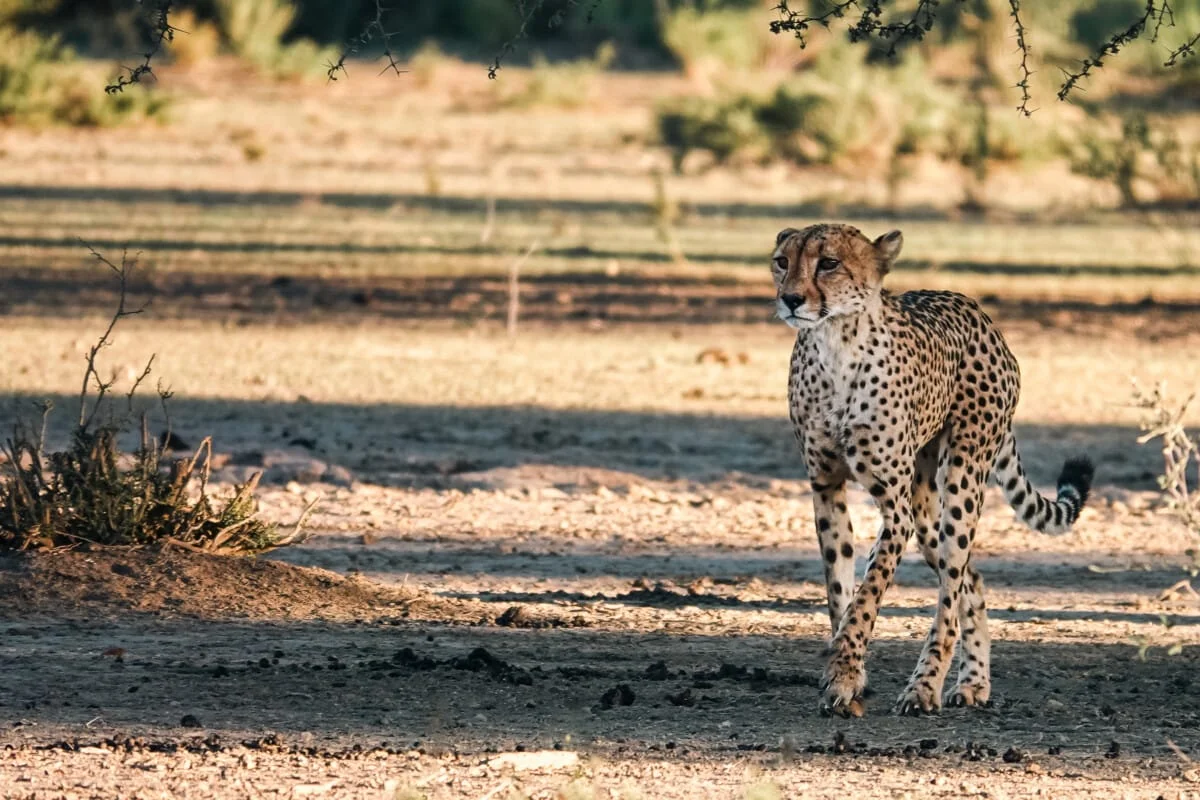 Namibie-Kalahari-16.jpg