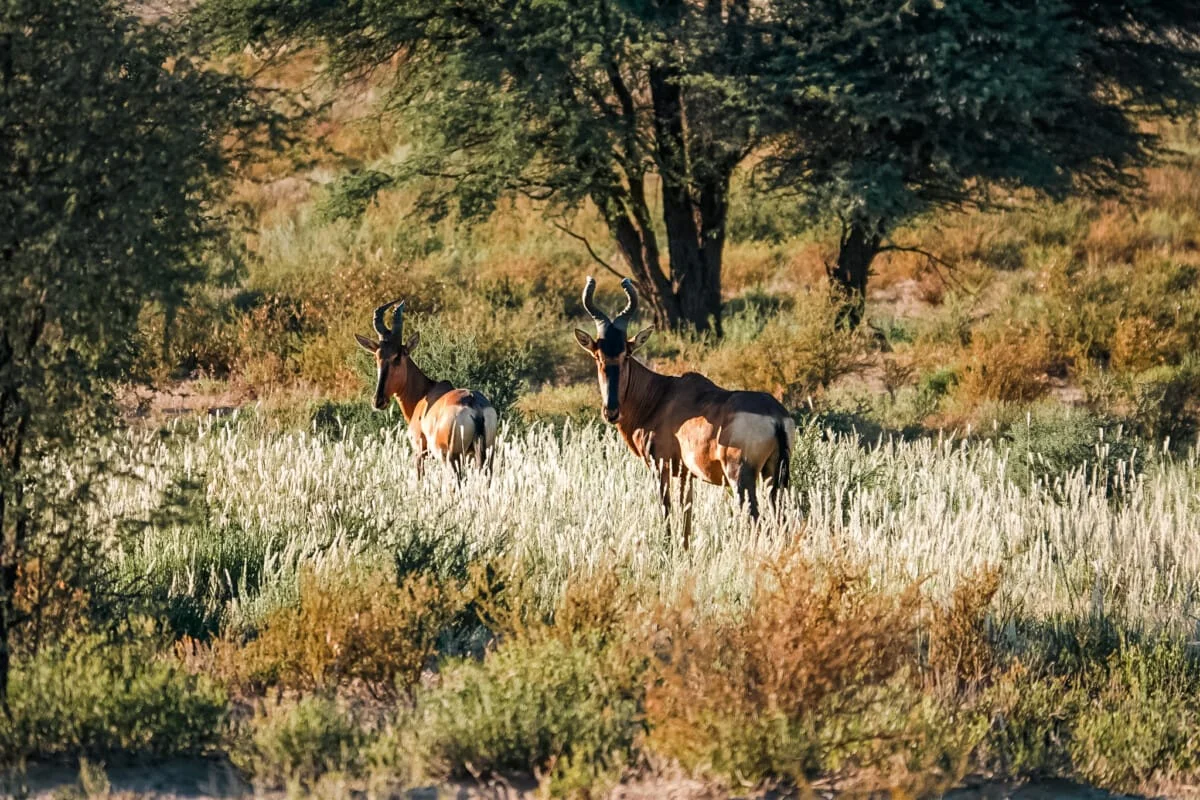 Namibie-Kalahari-19.jpg