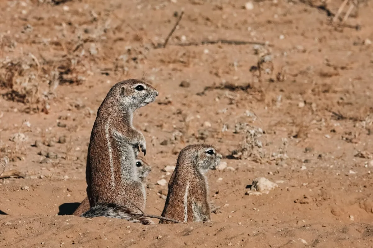 Namibie-Kalahari-21.jpg