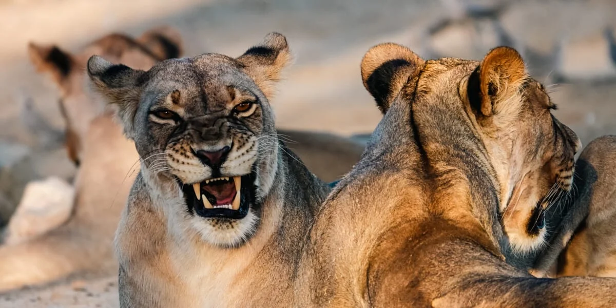 Namibie-Kalahari-28.jpg