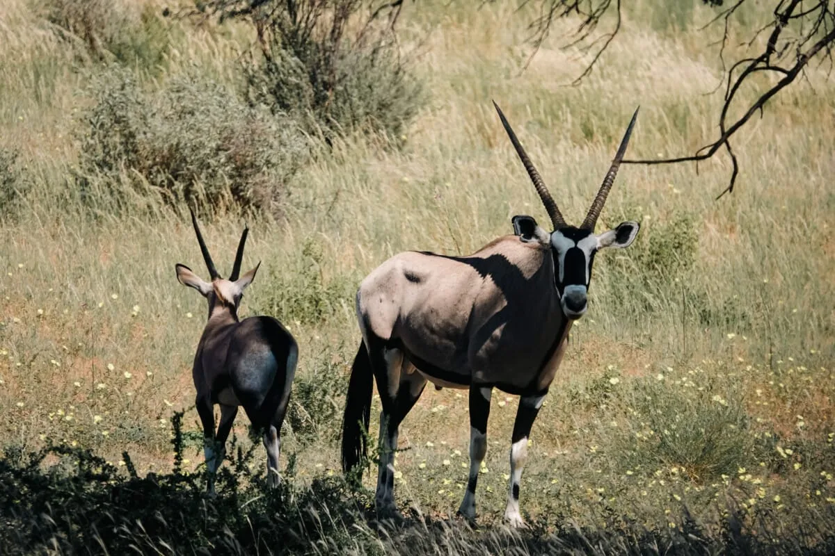 Namibie-Kalahari-31.jpg