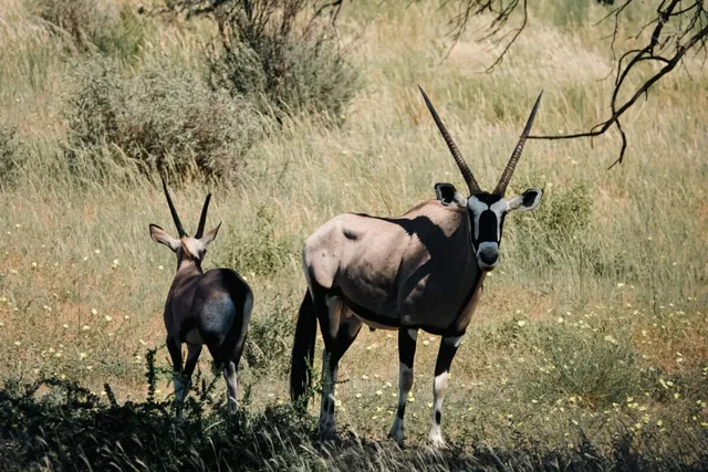 Namibie-Kalahari-31.jpg