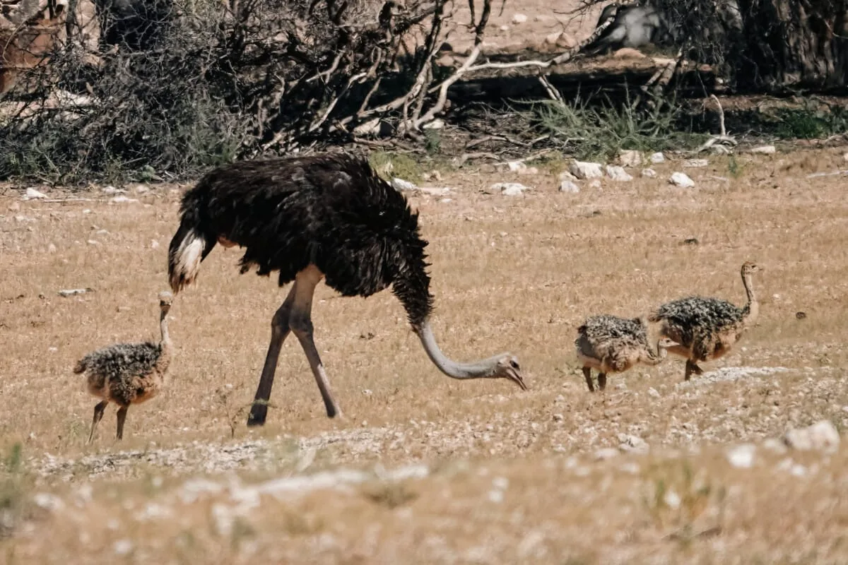 Namibie-Kalahari-32.jpg