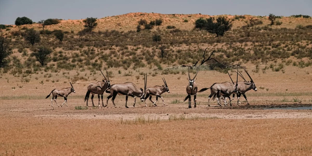 Namibie-Kalahari-34.jpg