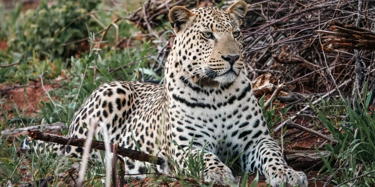 Namibie-Okonjima-11.jpg