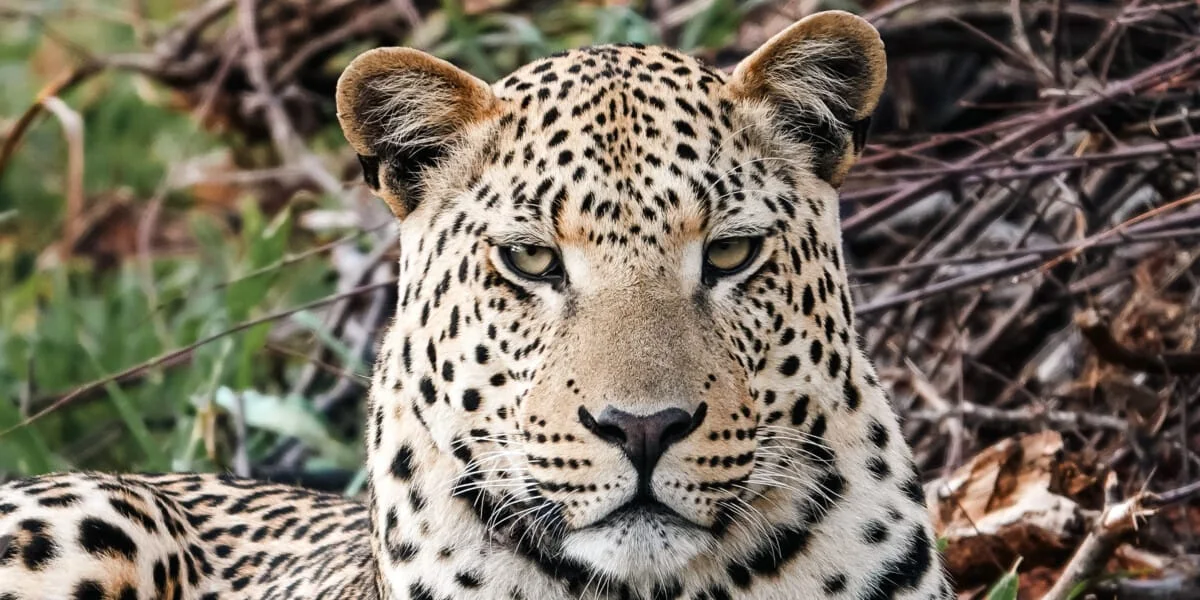 Namibie-Okonjima-12.jpg