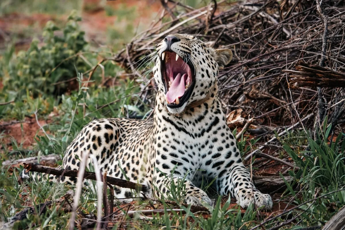 Namibie-Okonjima-13.jpg