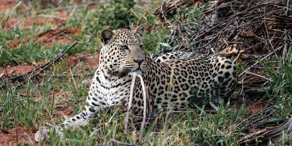 Namibie-Okonjima-15.jpg