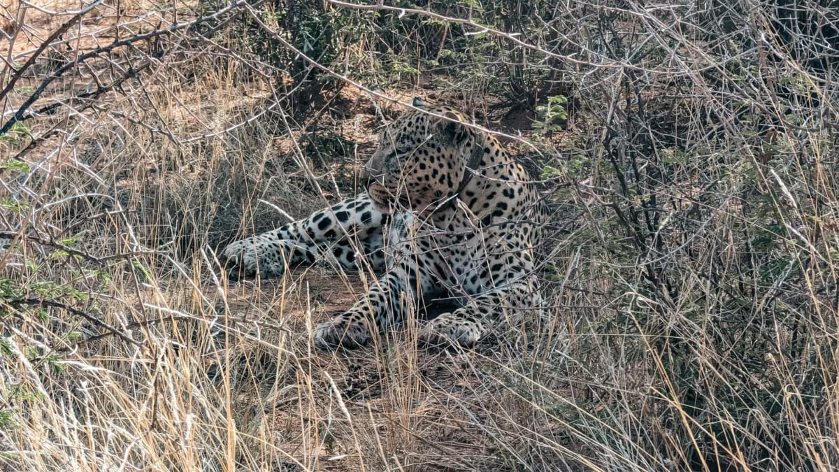 Namibie-Okonjima-27.jpg