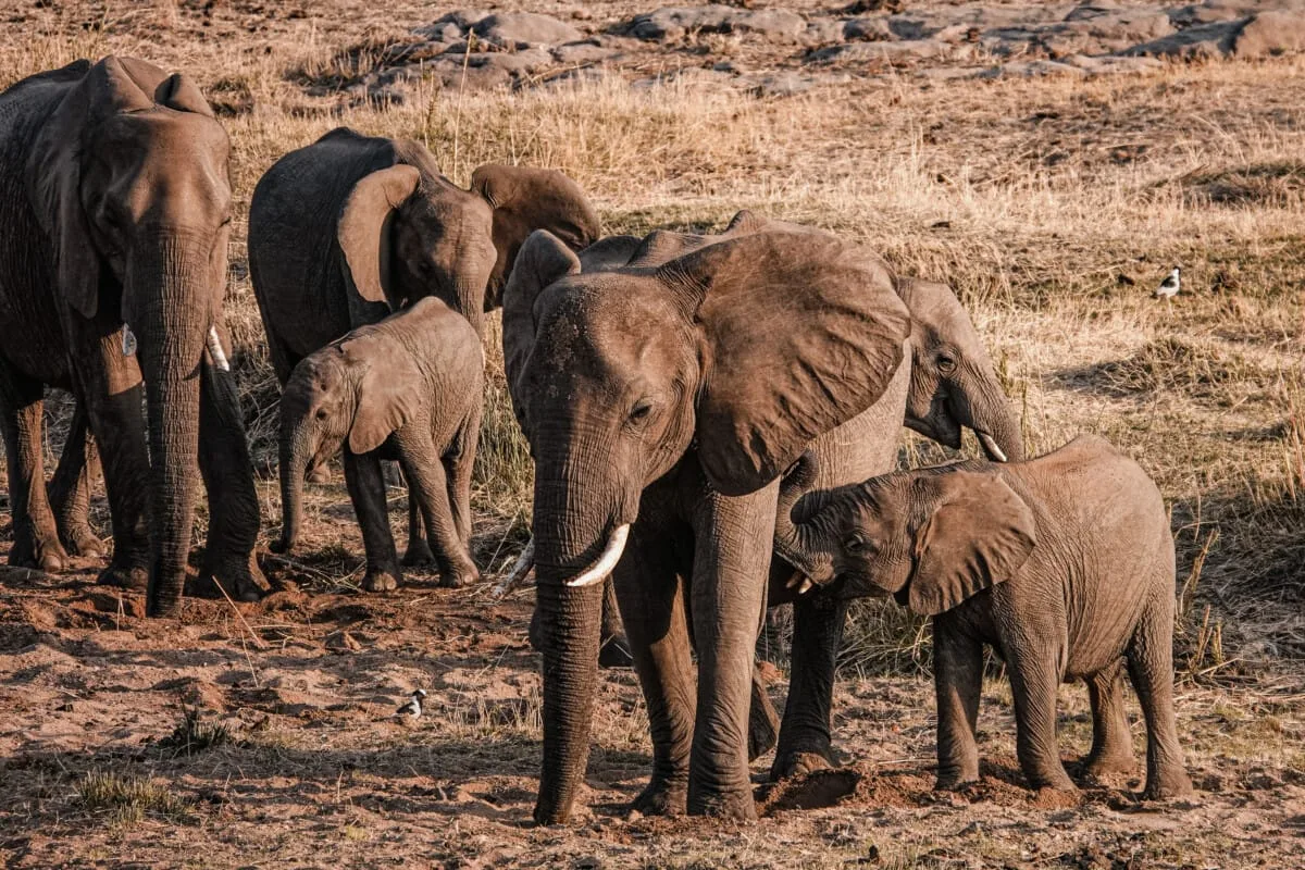 Expo-Afrique-du-Sud-1.jpg