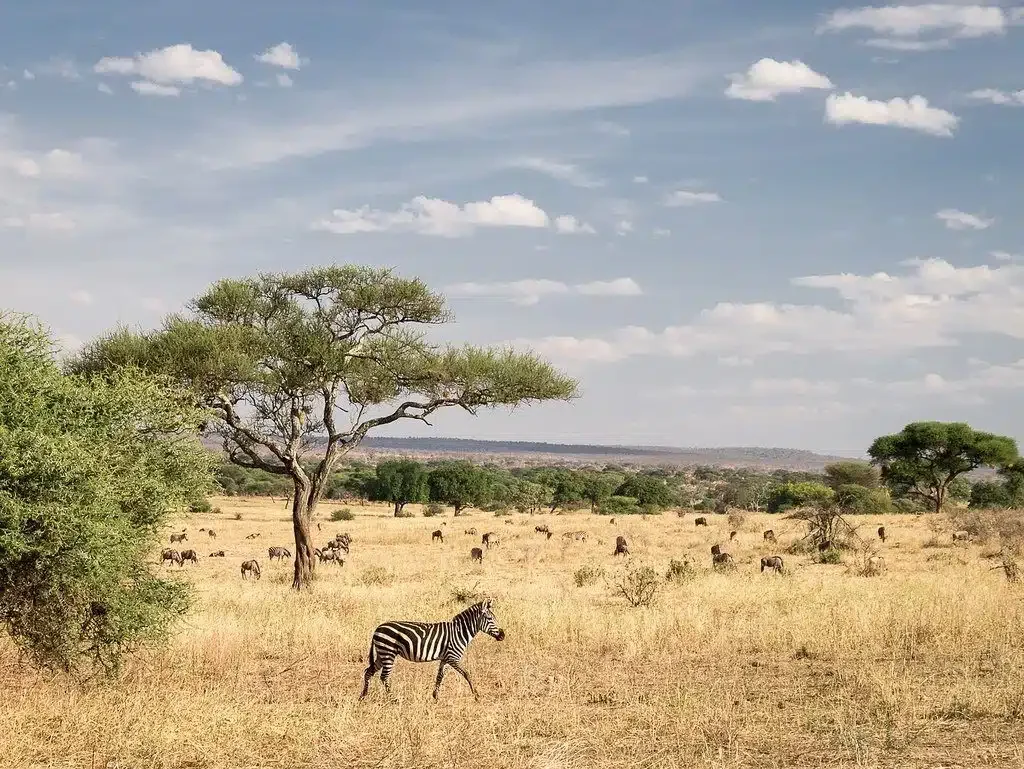 Lake_Manyara-1.webp