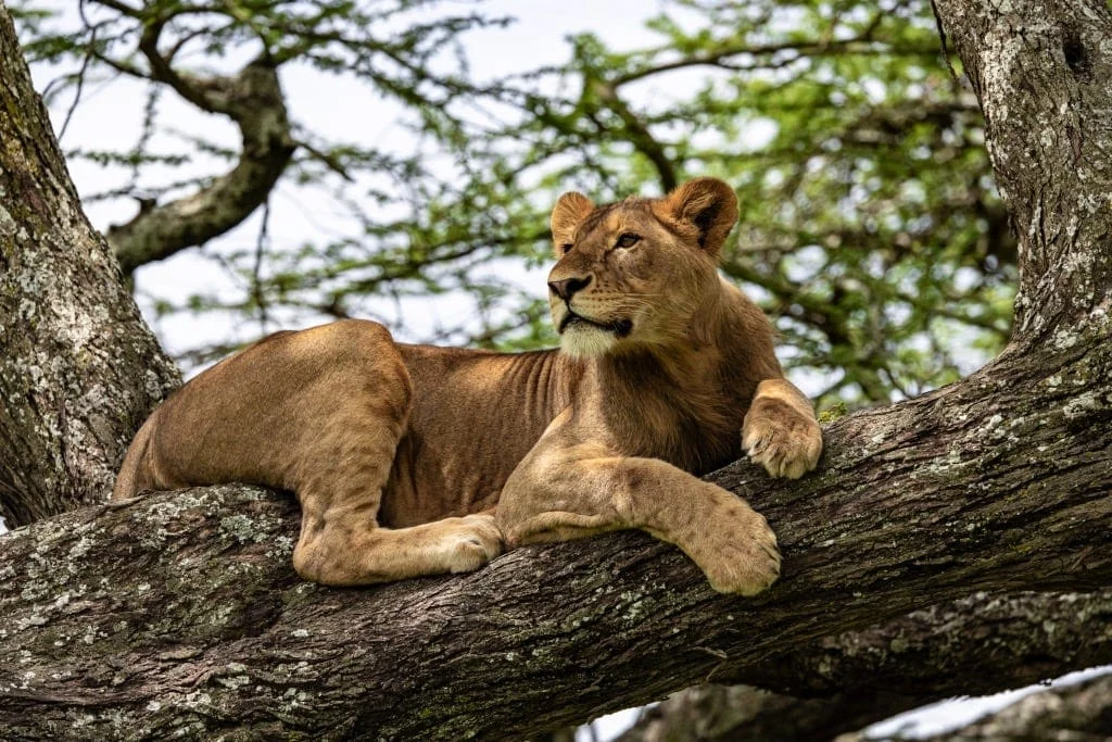 Lake-Manyara-National-Park1.jpeg