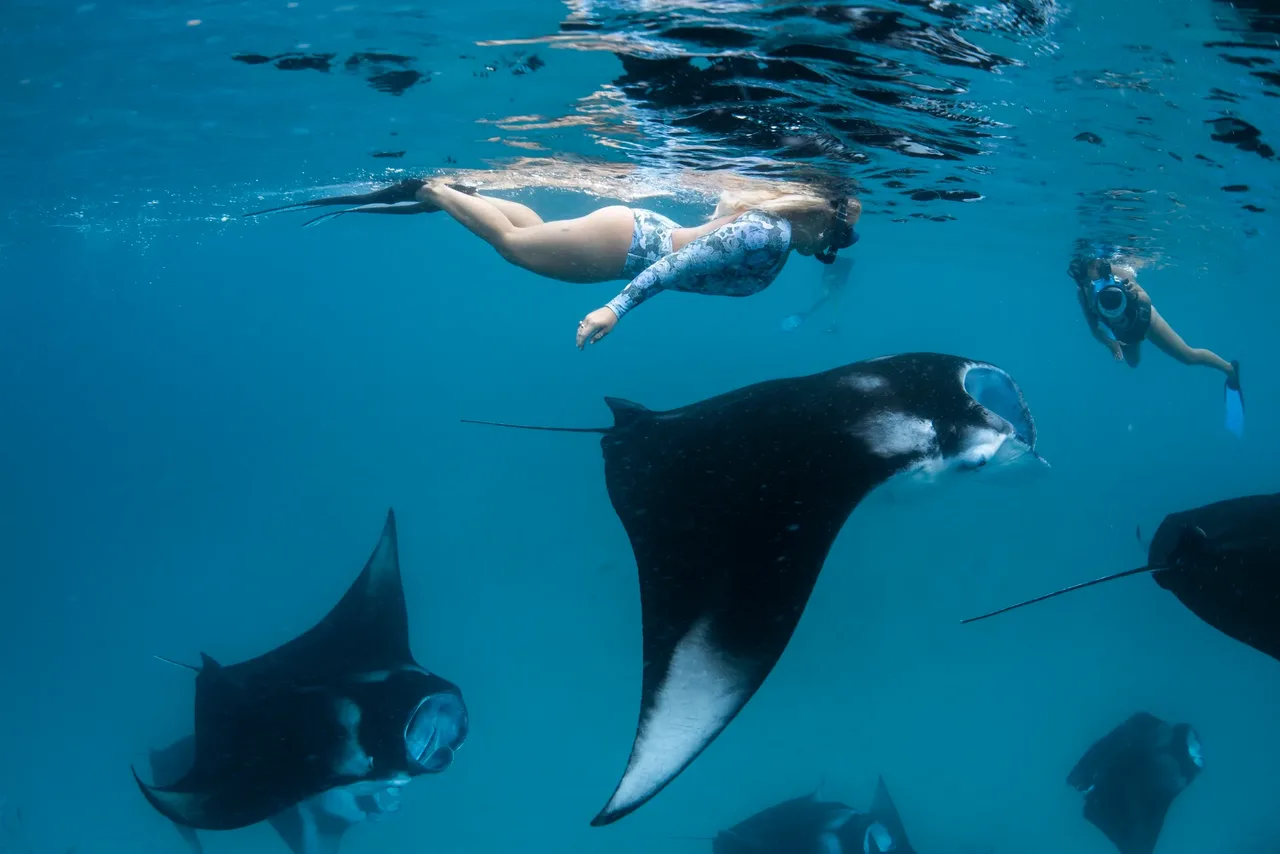 Swim-with-manta-rays-maldives.webp