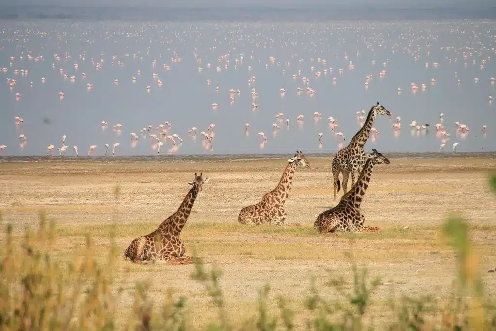 Twalo-Voyage-en-Afrique-Tanzanie-Girafes-et-flamants-roses-au-Lac-Manyara.webp