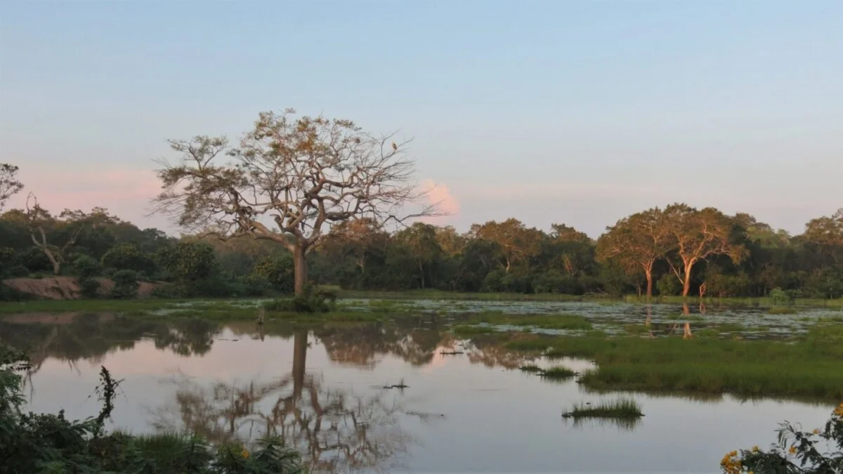 Wilpattu-1-scaled-e1645177275283-1460x821-1.jpg