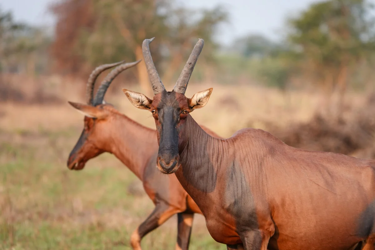 Ouganda-196.jpg