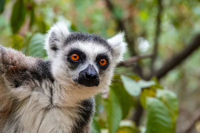 Madagascar-254.jpg
