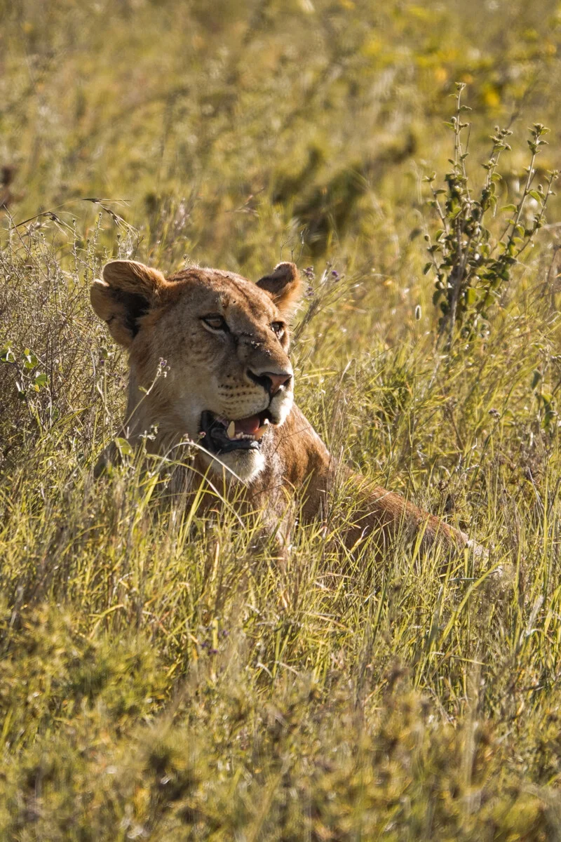 Tanzanie-549.jpg