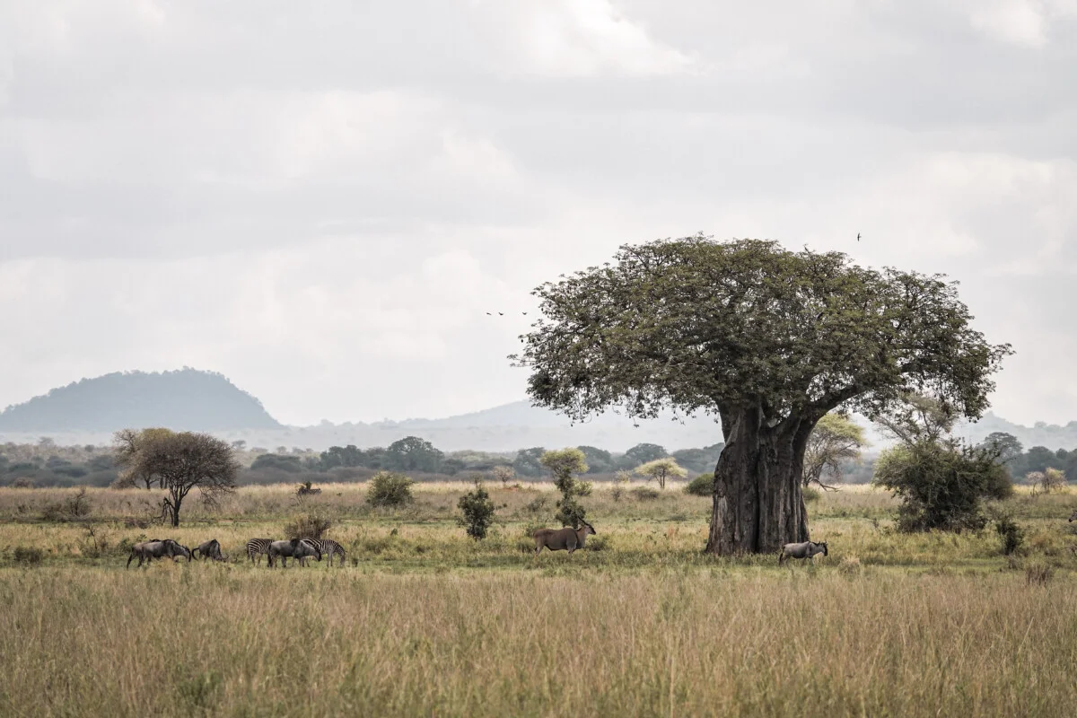 Tanzanie-657.jpg