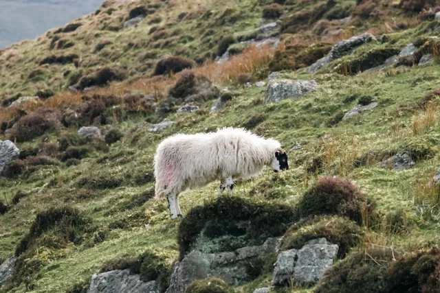 Irlande-036.jpg