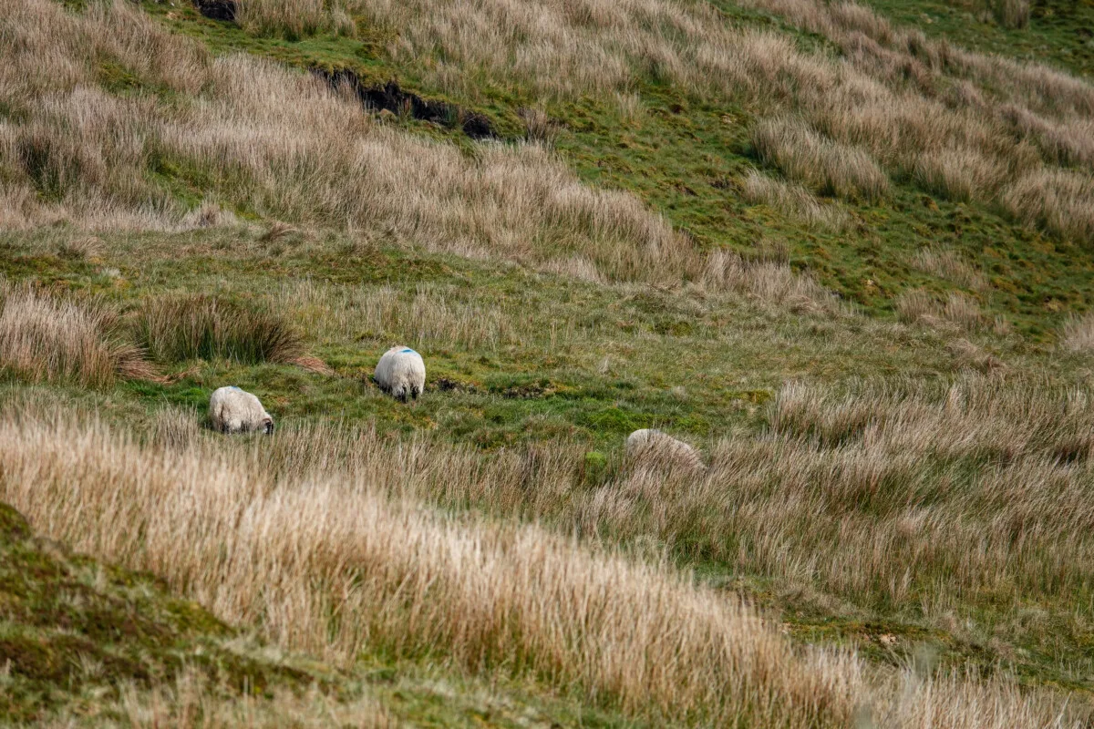 Irlande-407.jpg