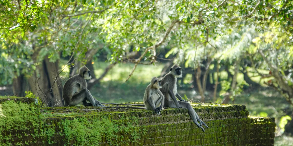 Sri-Lanka-43.jpg