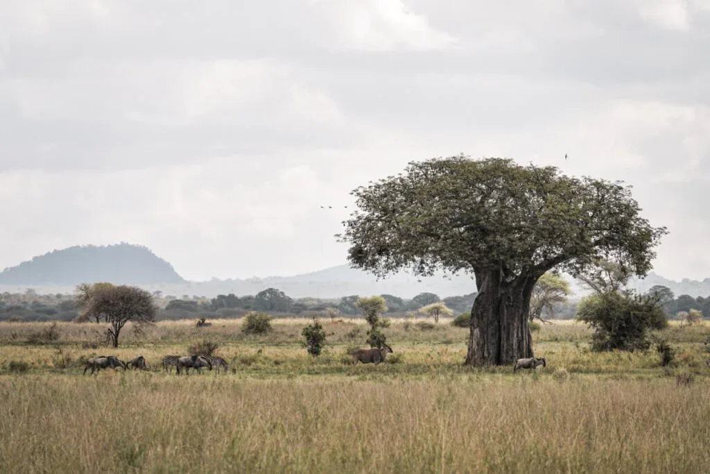 destinations/tanzanie.webp