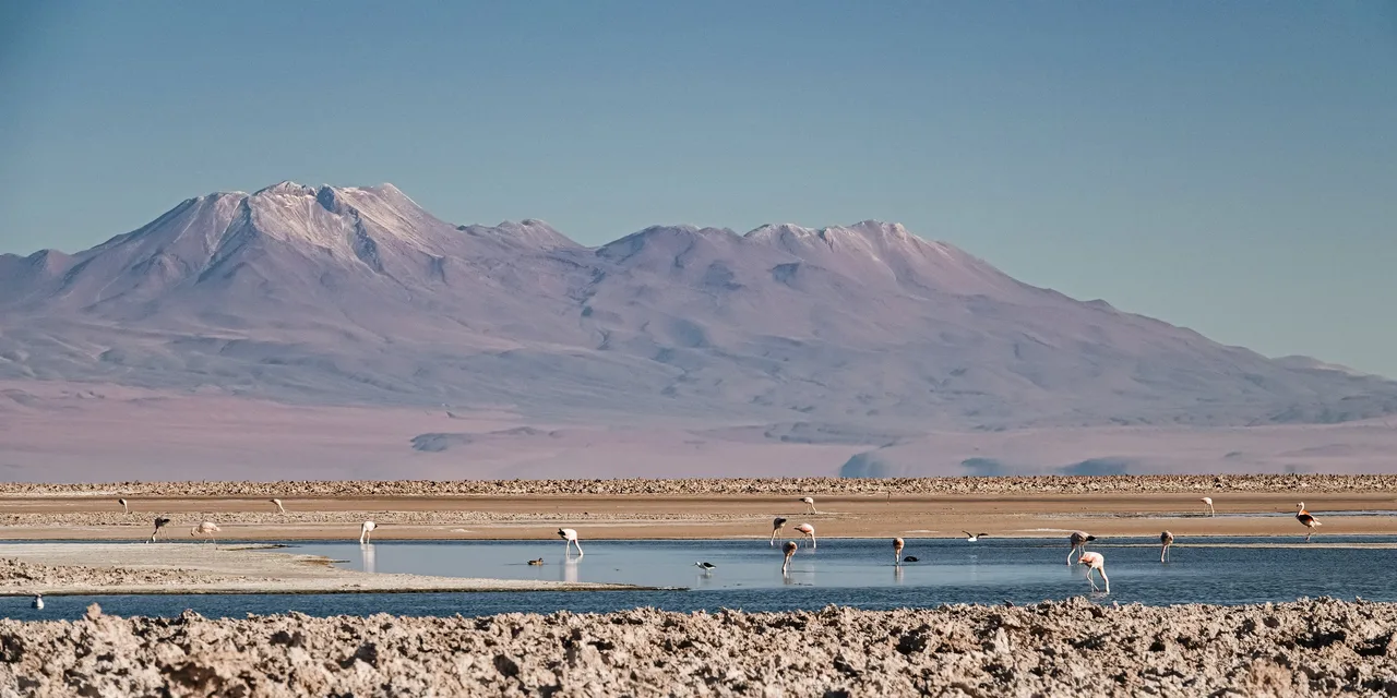 Flamants roses dans les eaux peu profondes du Salar de Atacama, au Chili, avec les montagnes de la cordillère des Andes en arrière-plan.