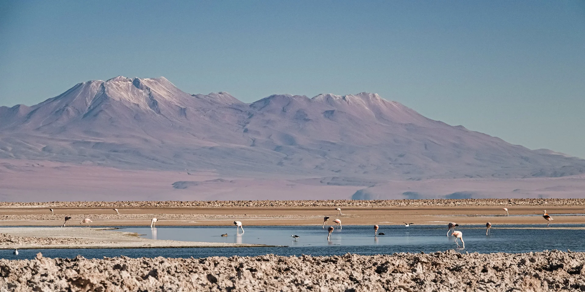 Flamants roses dans les eaux peu profondes du Salar de Atacama, au Chili, avec les montagnes de la cordillère des Andes en arrière-plan.